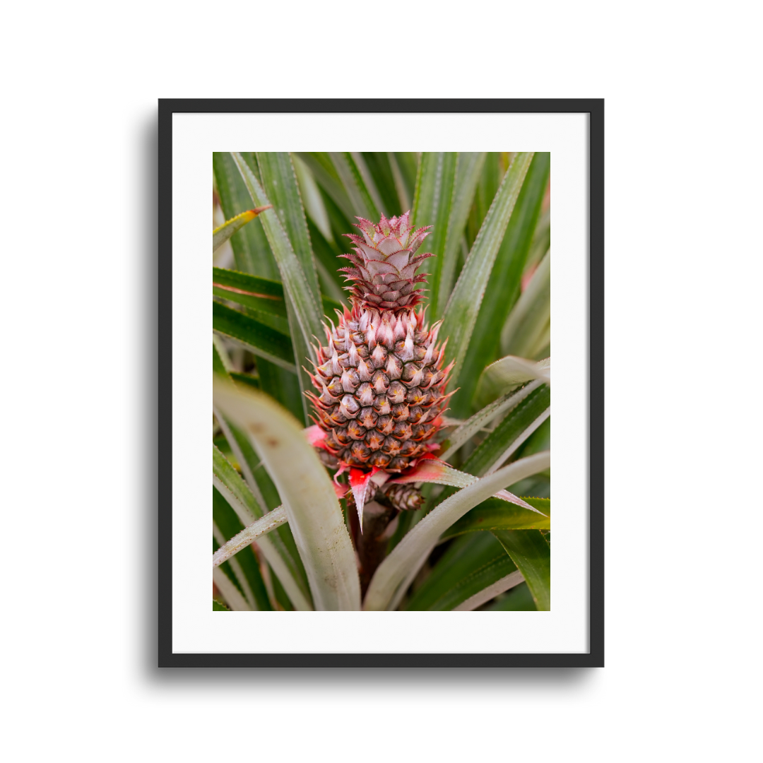 Couronne tropicale