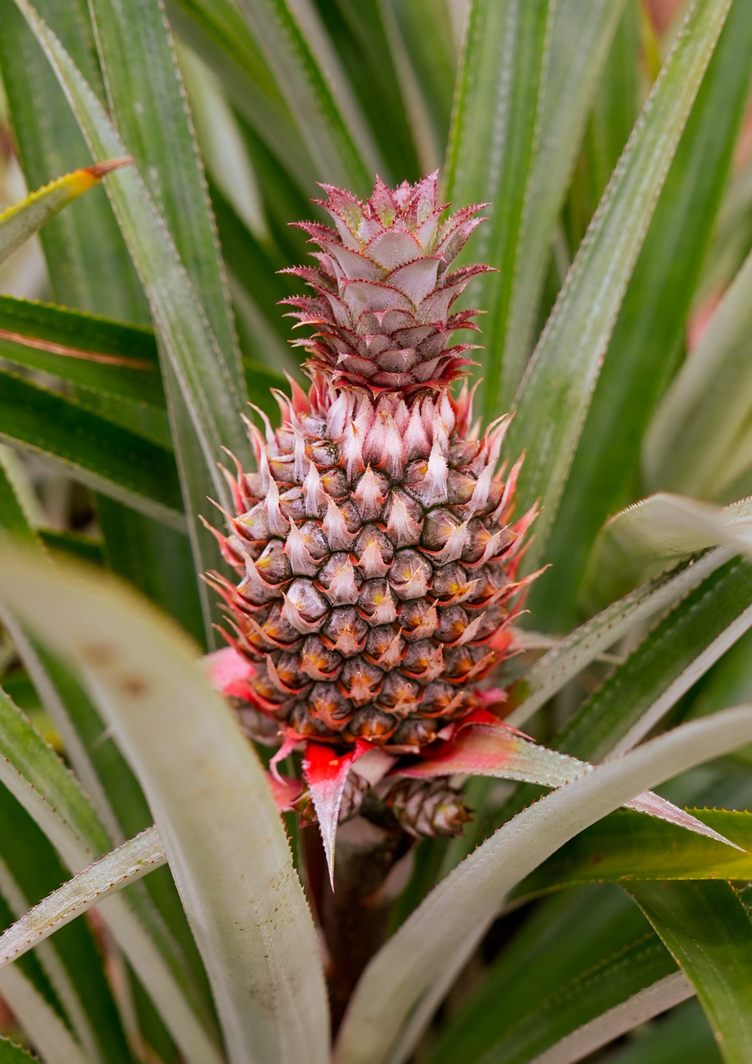 COURONNE TROPICALE
