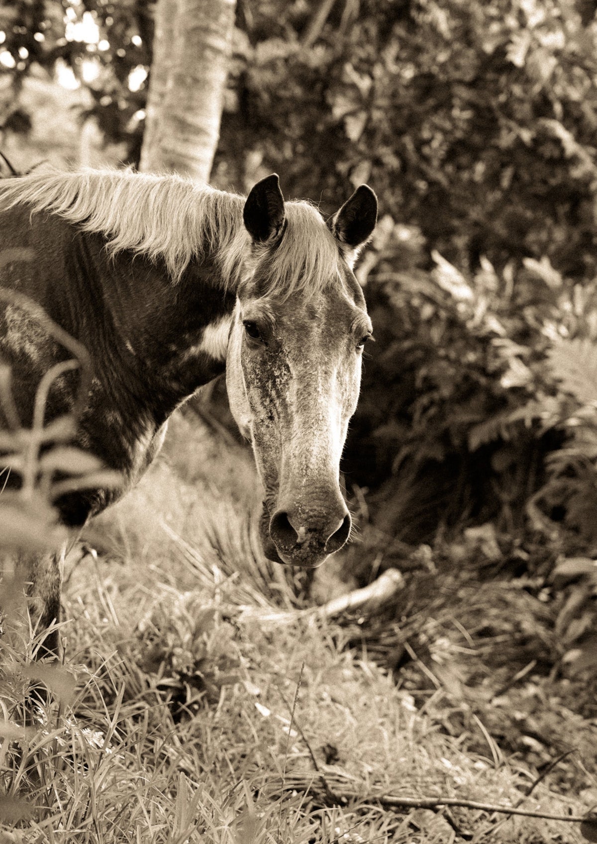 REGARD ANCIEN