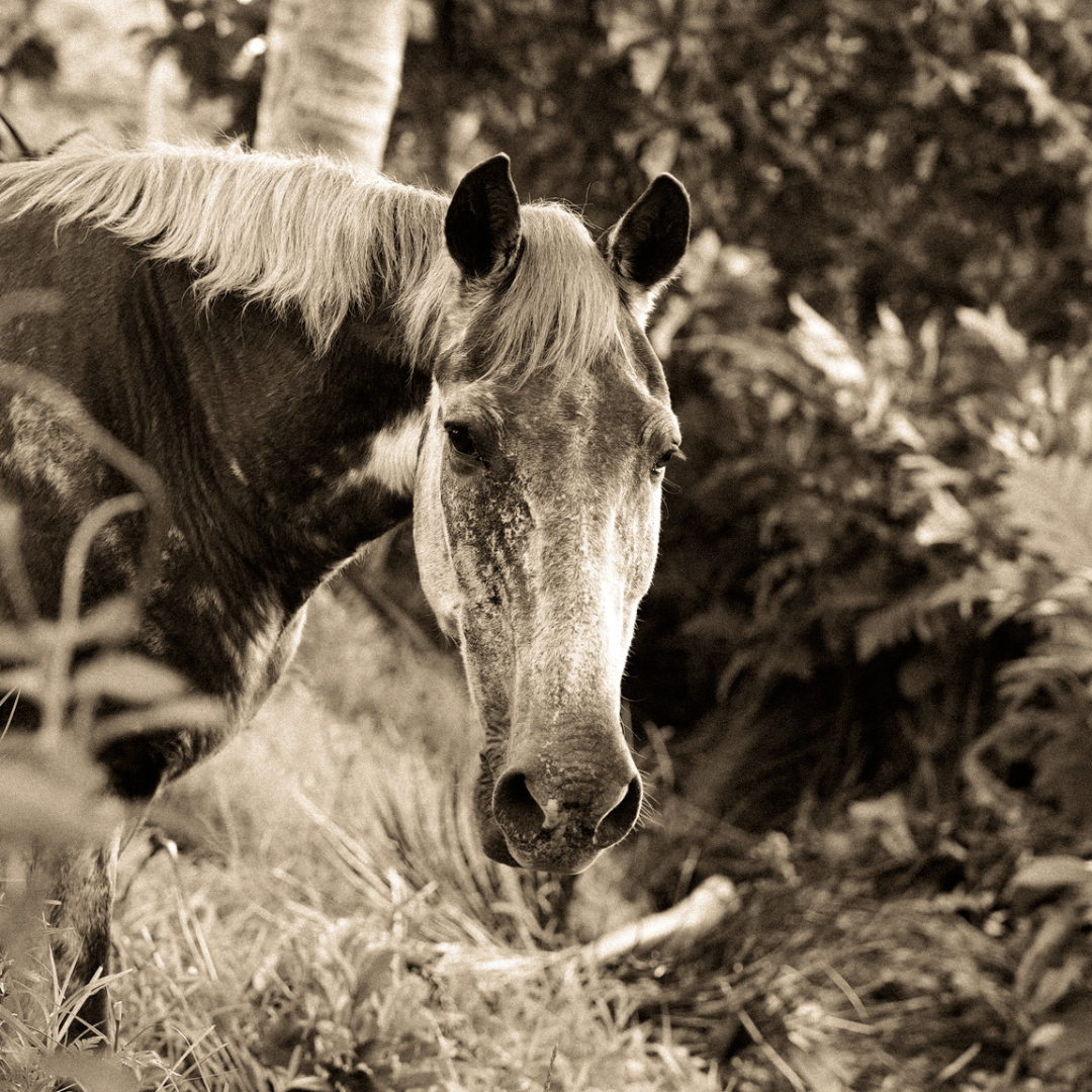 Regard ancien