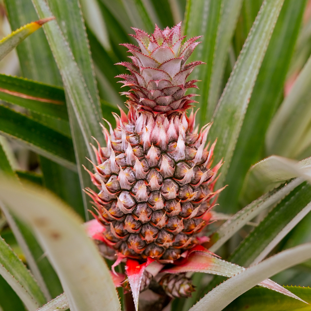 Couronne tropicale