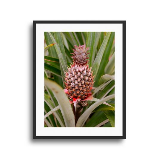 Couronne tropicale
