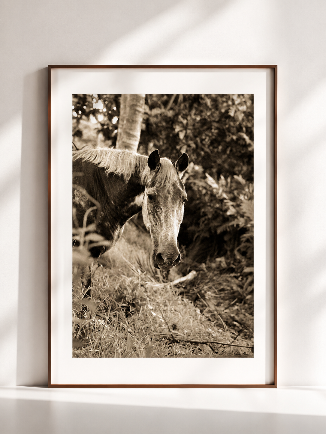 REGARD ANCIEN